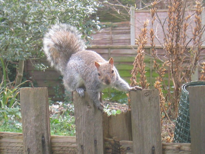 Posing for photographs on top of the fence