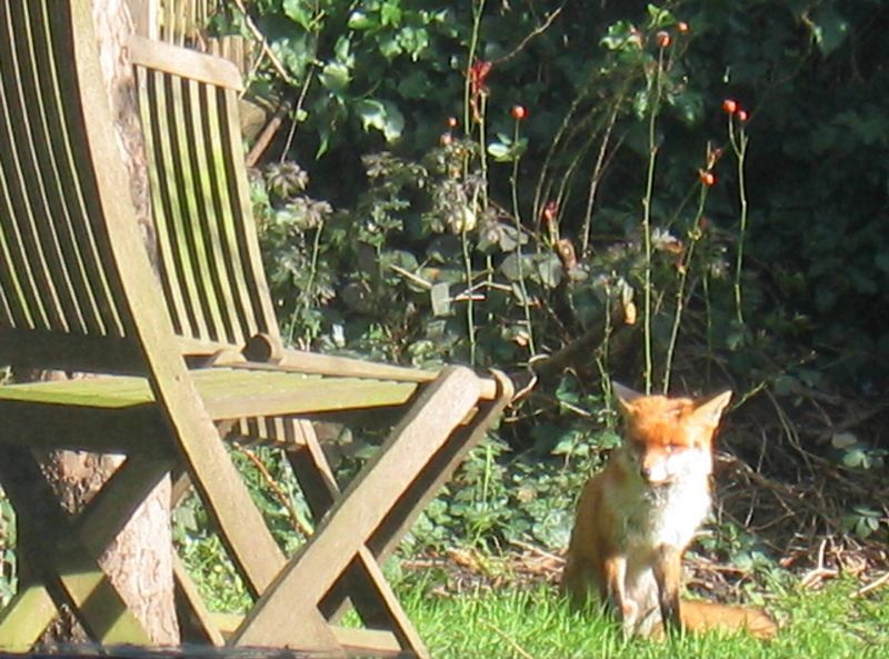 Baby fox, seen for the first time in the garden