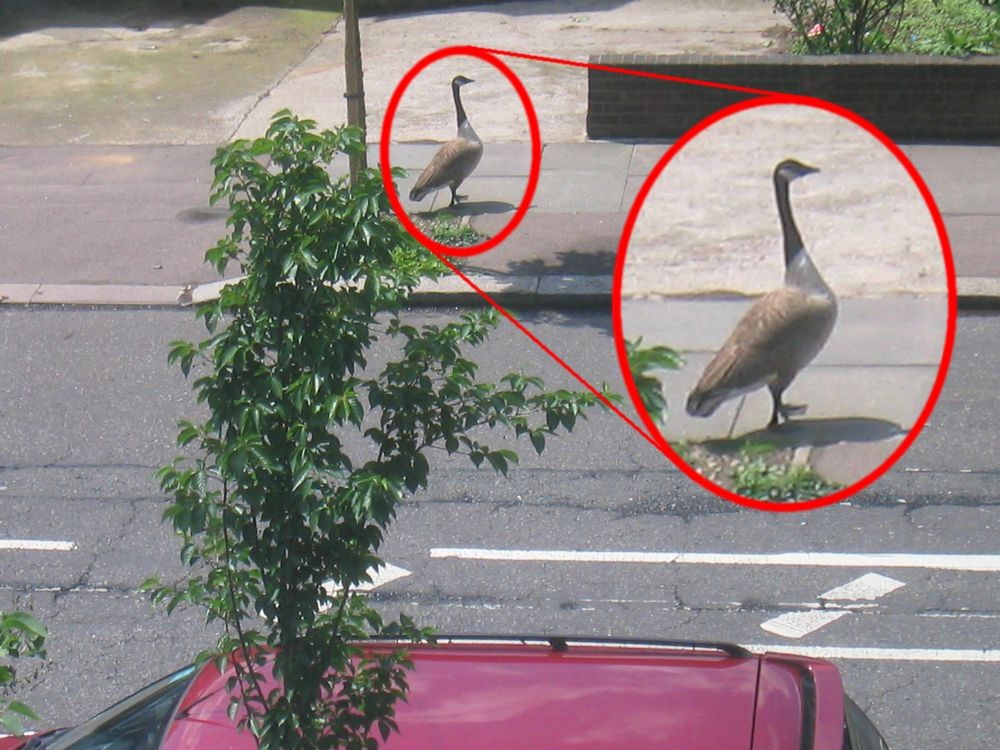 a Canada Goose drops by for a chat