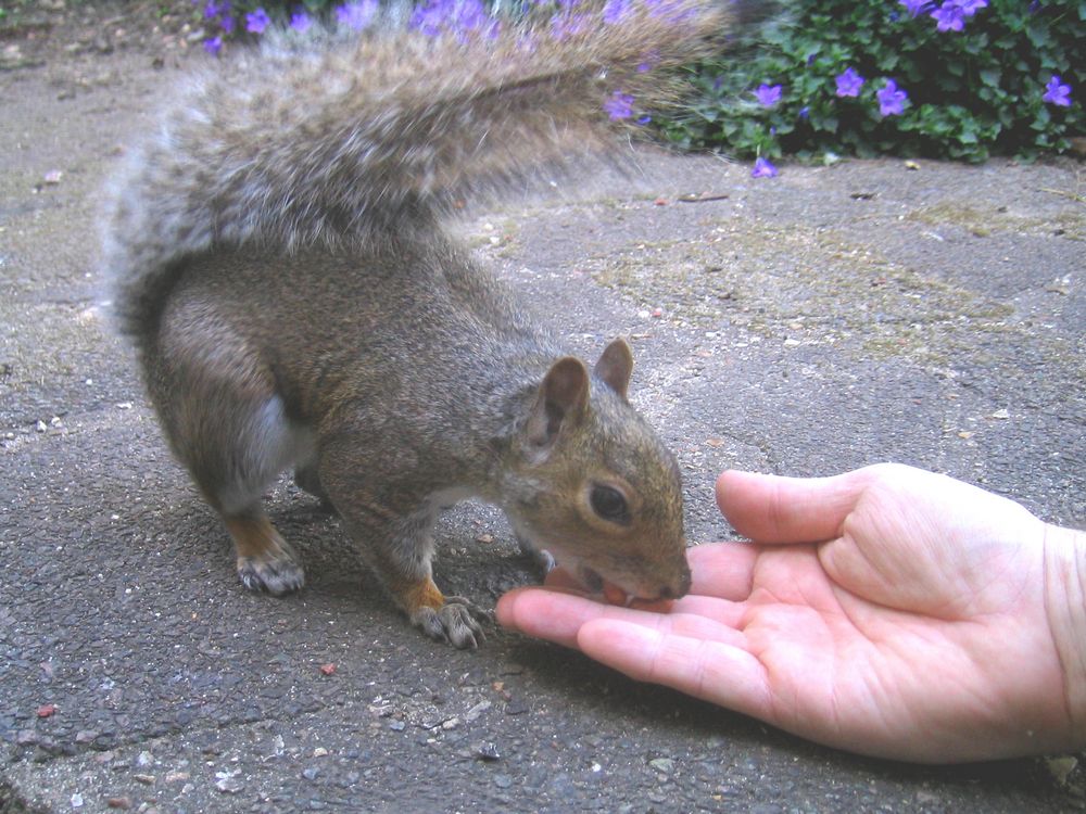 Being kindly fed